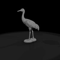 ant-131-sandhill-crane-female — thumbnail 4