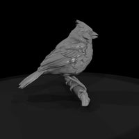 ant-105-northern-cardinal-adolescent — thumbnail 4