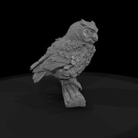 ant-120-great-horned-owl-adolescent — thumbnail 4