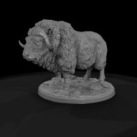 ant-271-musk-ox-male — thumbnail 4