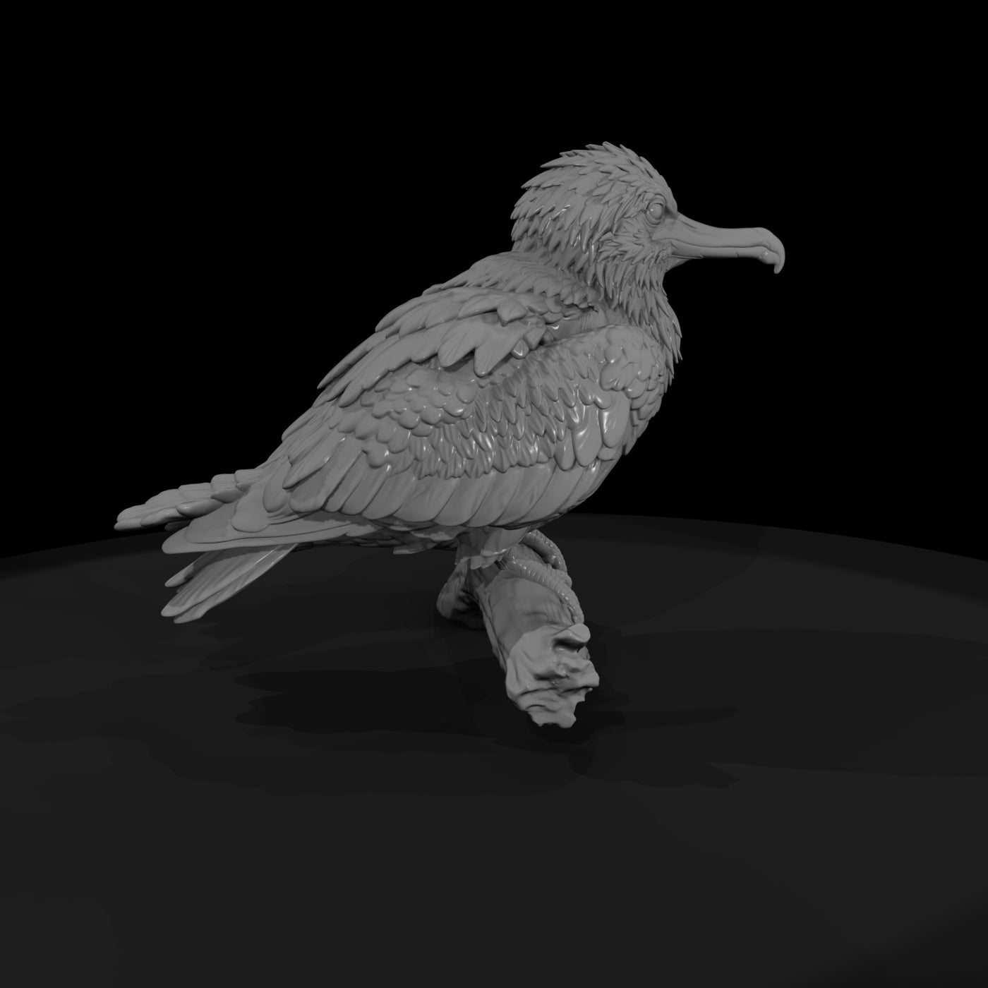 ant-138-frigatebird-adolescent