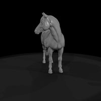 ww-0291-animal-pinto-pony — thumbnail 4