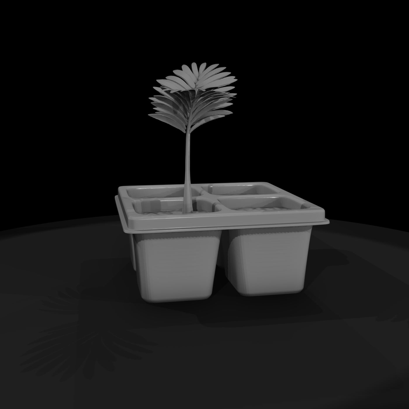 minimalist-seedling-tray-with-palm-saplings-329217