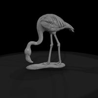ant-128-greater-flamingo-female — thumbnail 4