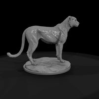 ant-010-cheetah-male — thumbnail 4