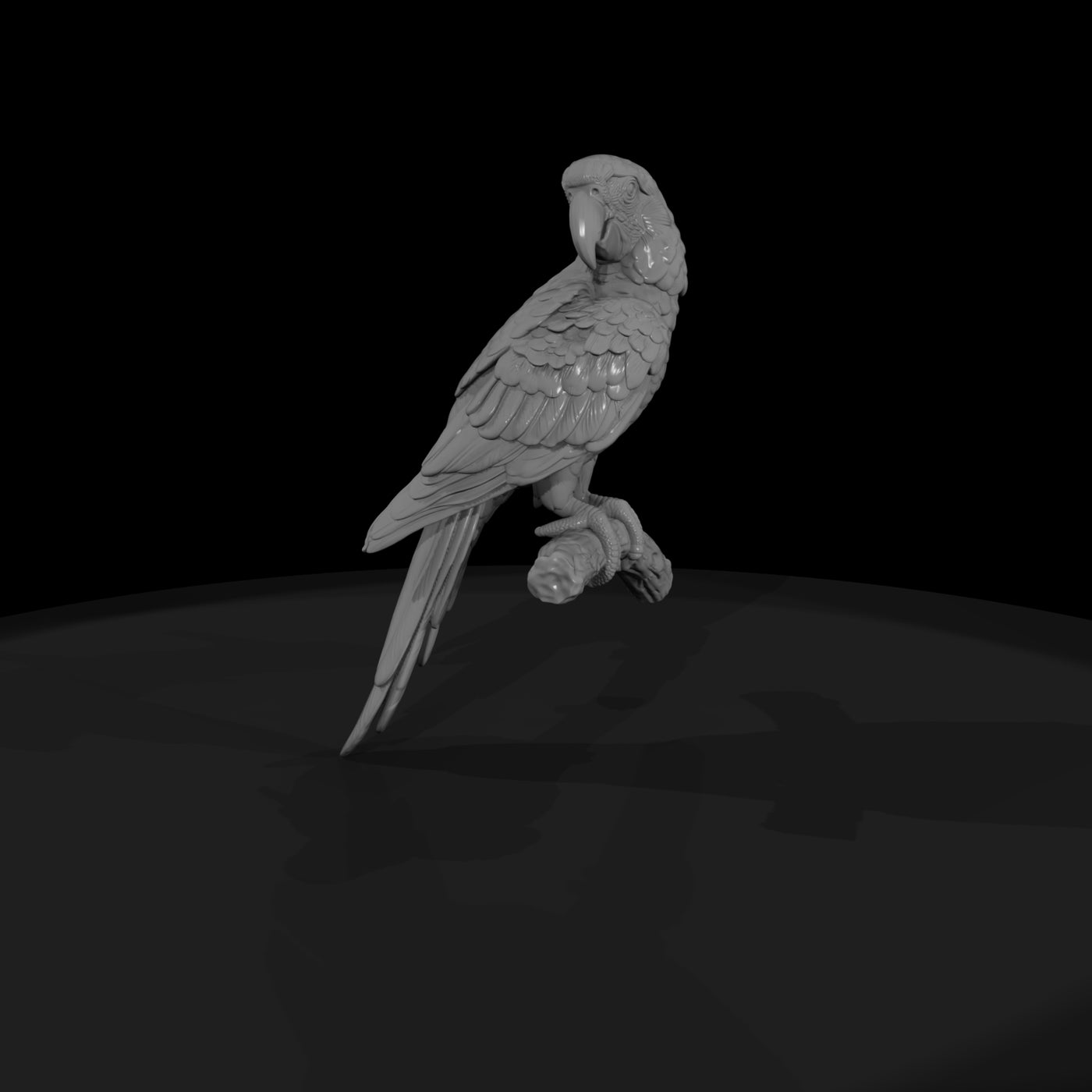ant-284-scarlet-macaw-female