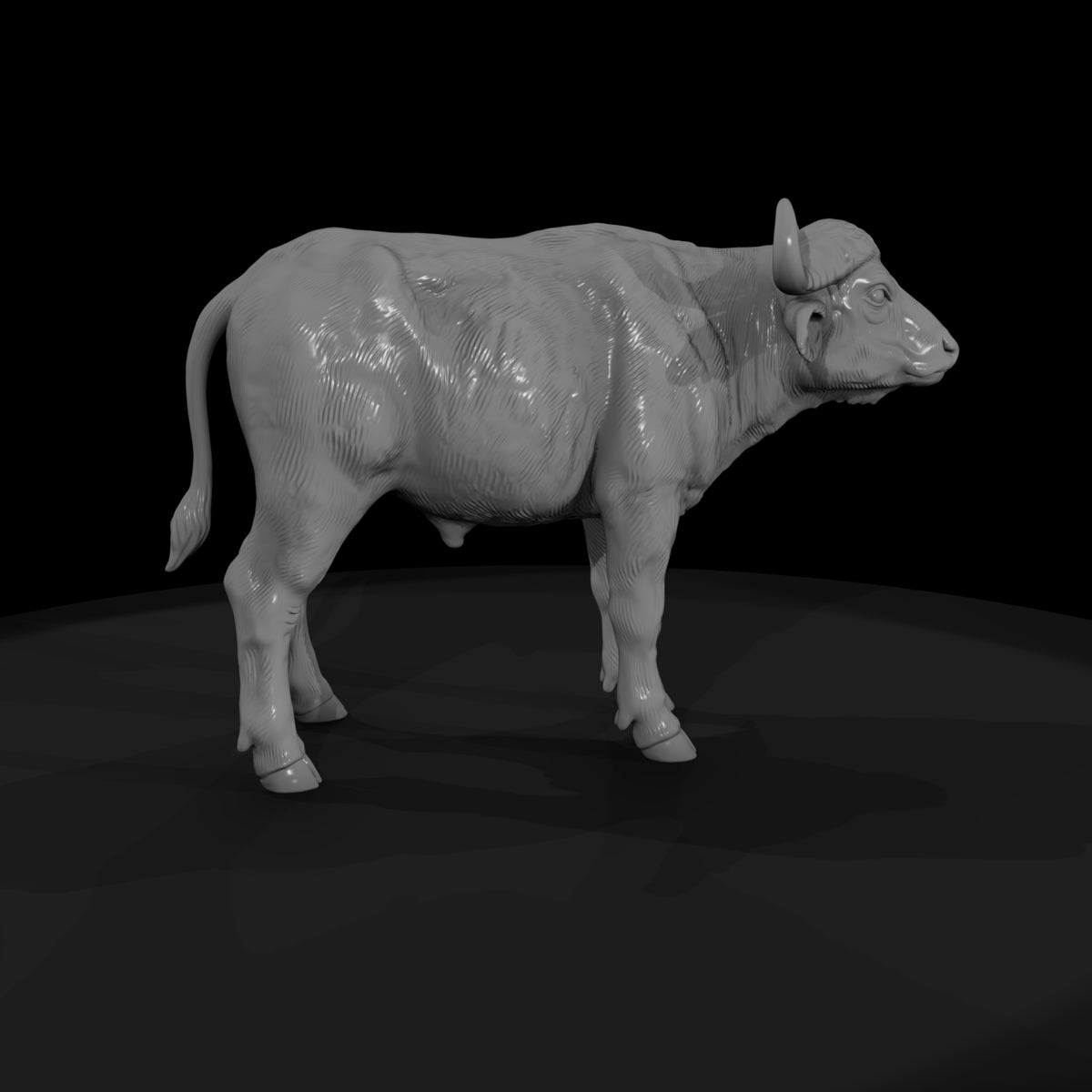ant-225-cape-buffalo-adolescent