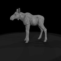 ant-048-moose-adolescent — thumbnail 4