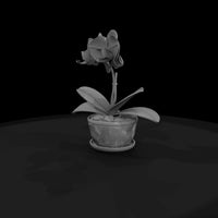 stylized-potted-moth-orchid-miniature-585965 — thumbnail 5