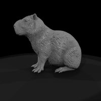 ant-256-capybara-male — thumbnail 4