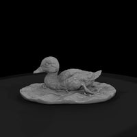 ant-096-mandarin-duck-adolescent — thumbnail 4