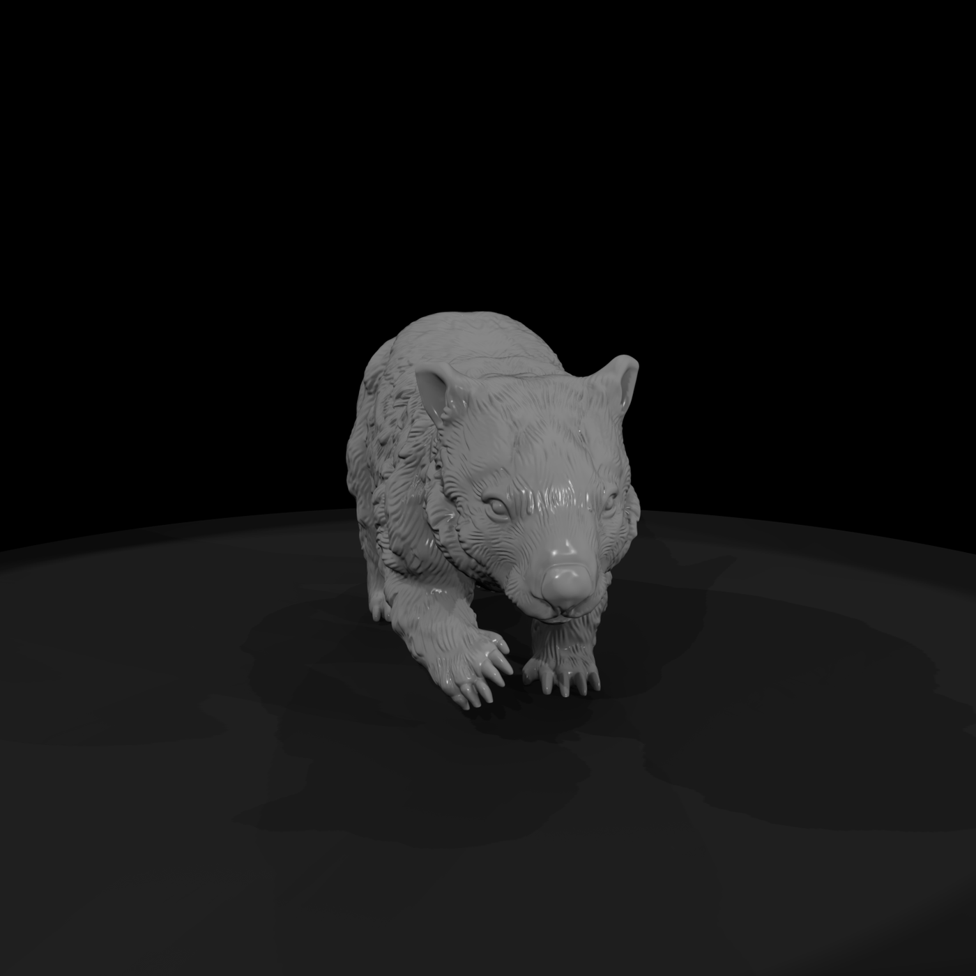 Young Wombat
