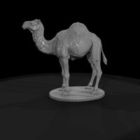 ant-214-dromedary-camel-male — thumbnail 4
