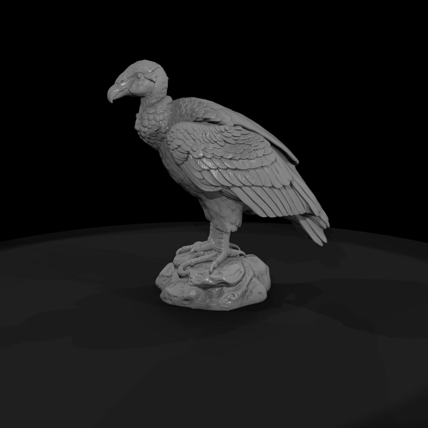 ant-297-andean-condor-adolescent