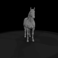 bay-horse — thumbnail 6