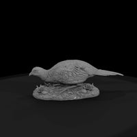ant-098-ring-necked-pheasant-female — thumbnail 4