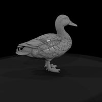 ant-088-mallard-male — thumbnail 4