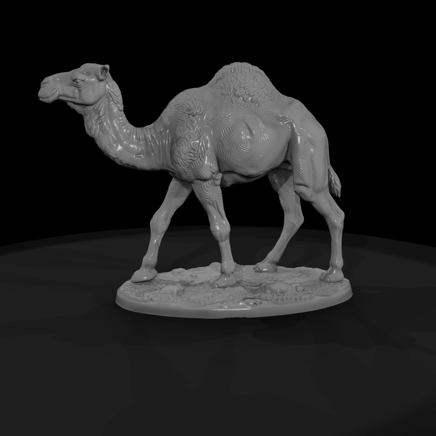 ant-215-dromedary-camel-female