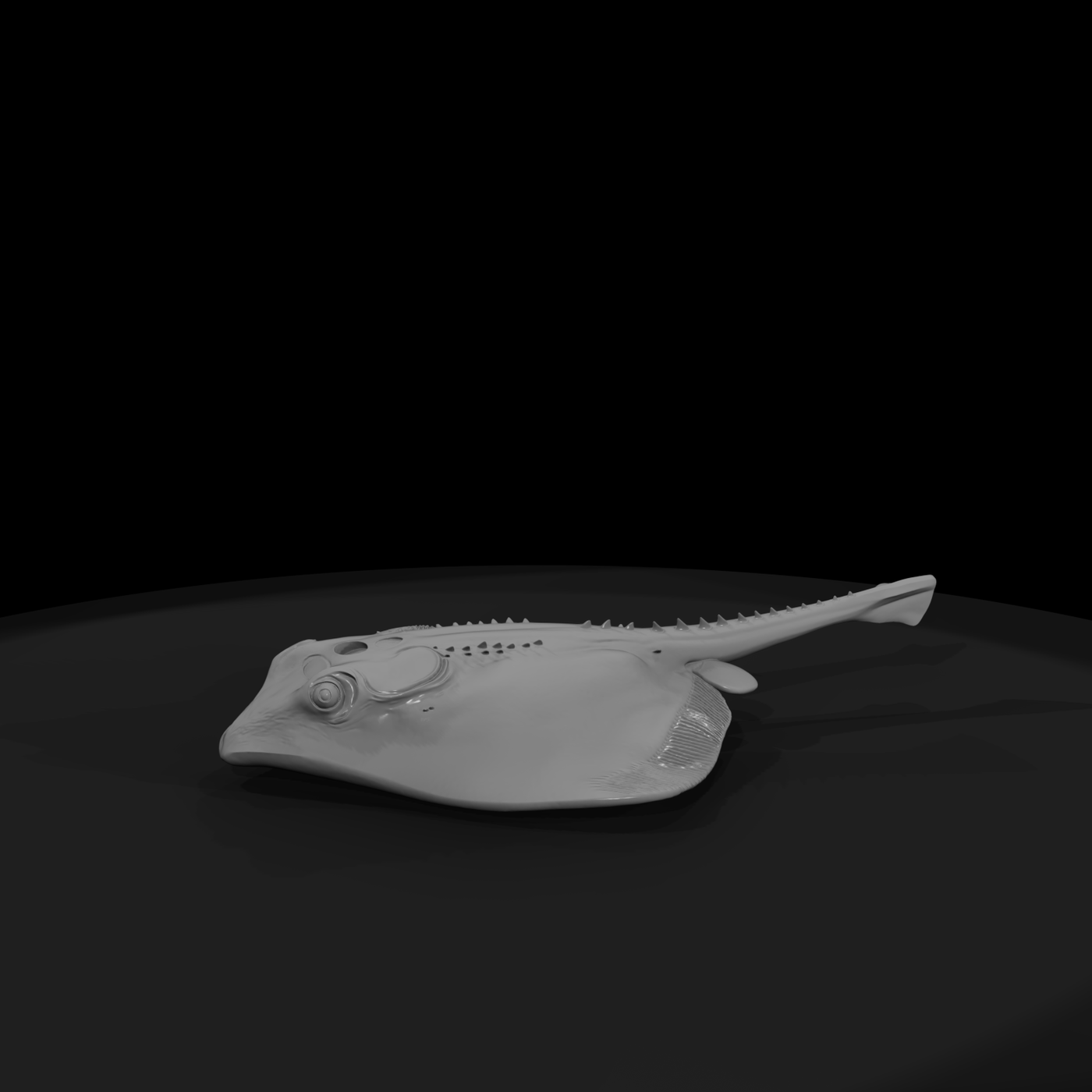 Detailed Stingray & Display