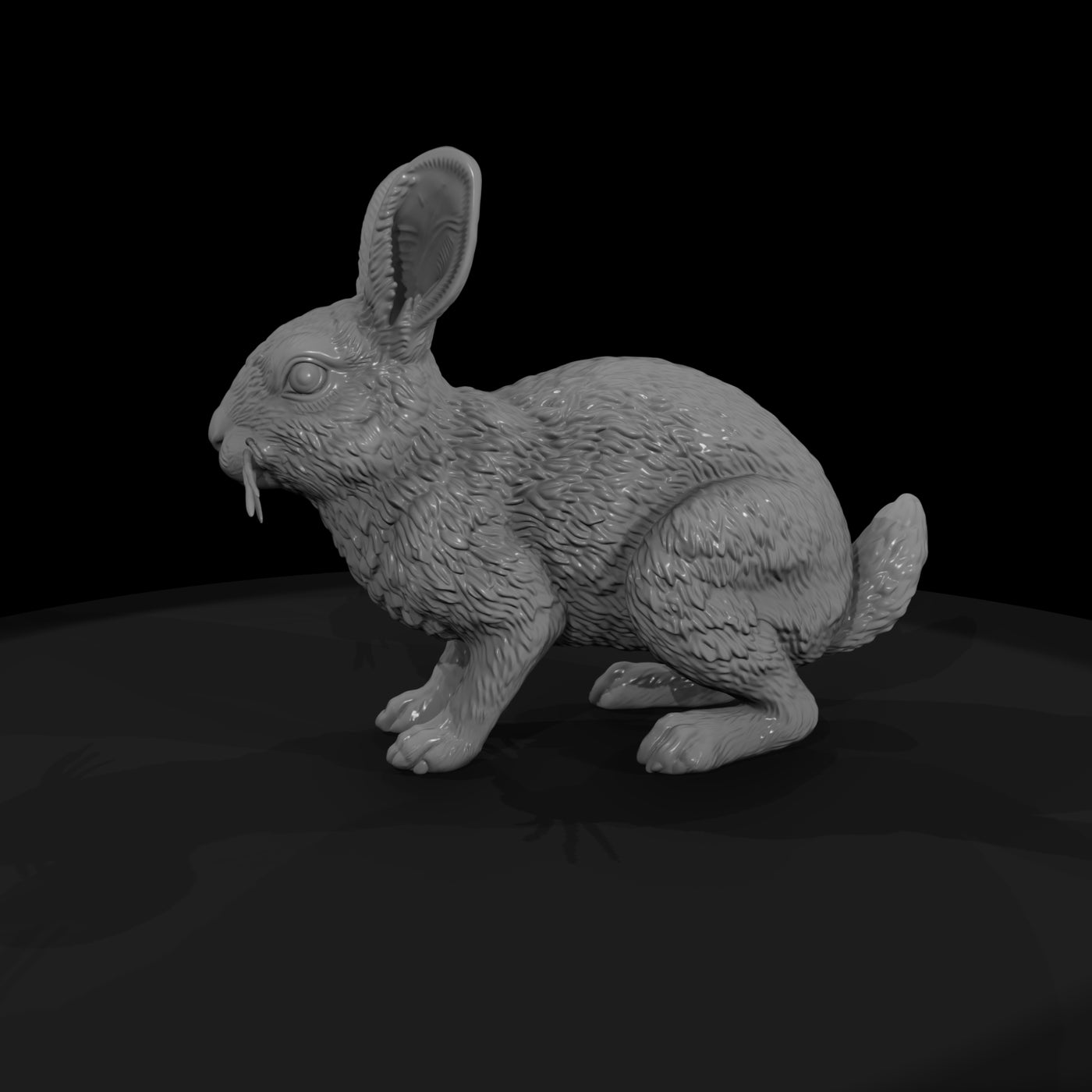 ww-0323-animal-desert-cottontail