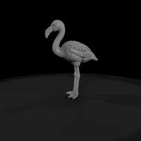 ant-129-greater-flamingo-adolescent — thumbnail 4