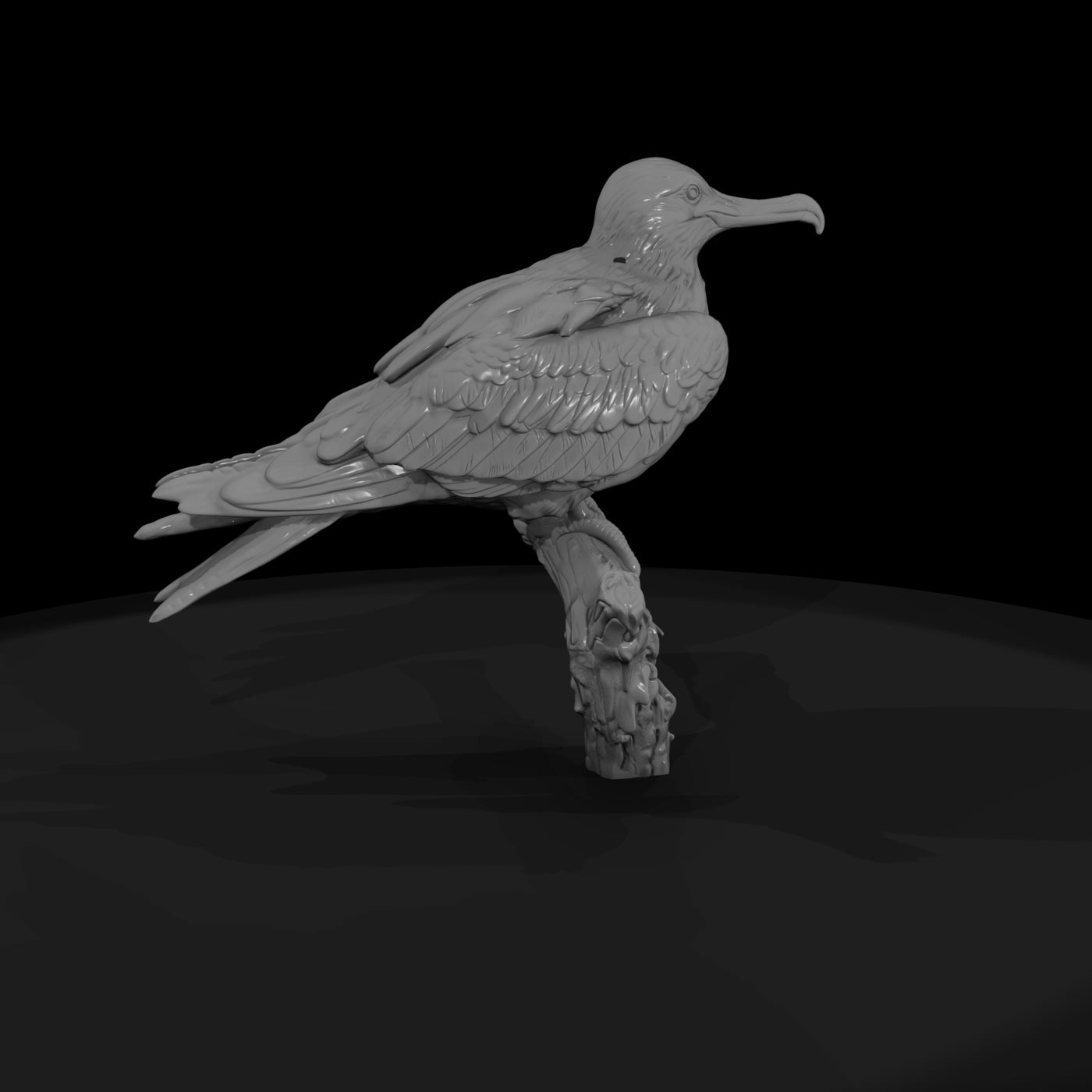 ant-137-frigatebird-female