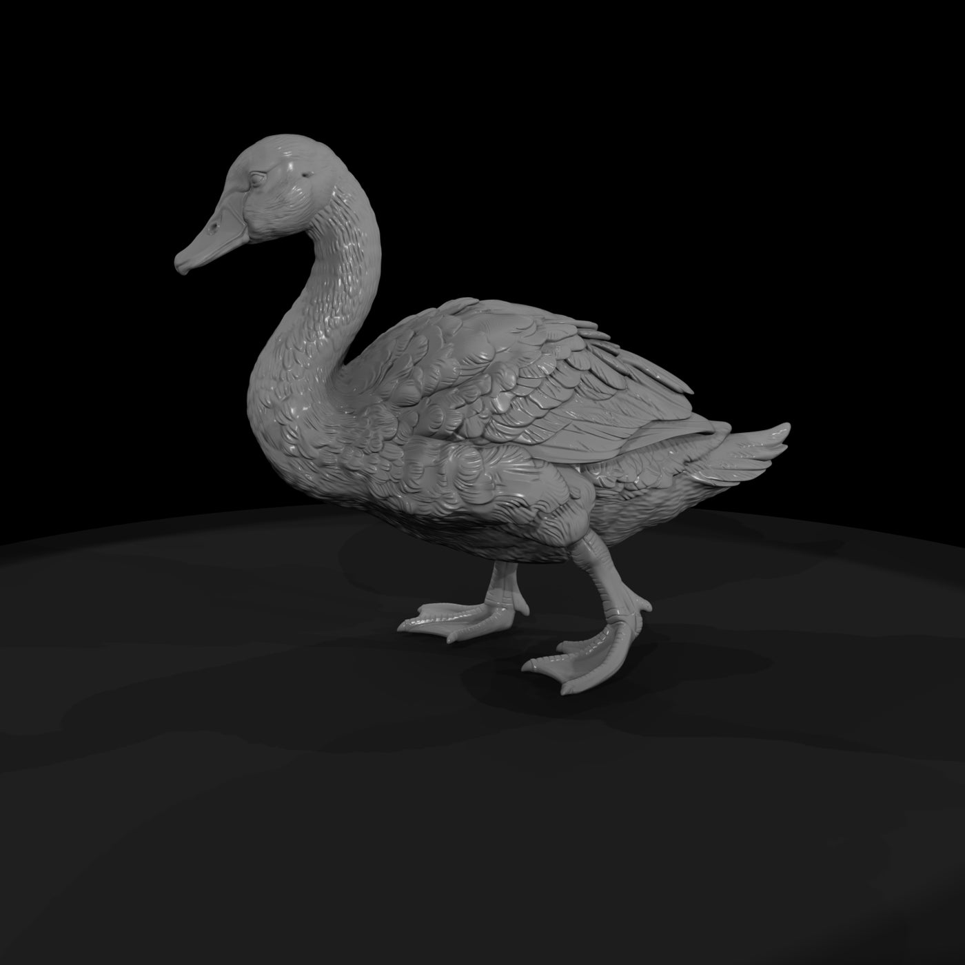 ant-123-mute-swan-adolescent