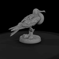 ant-136-frigatebird-male — thumbnail 4