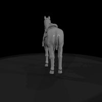 horse-white — thumbnail 6