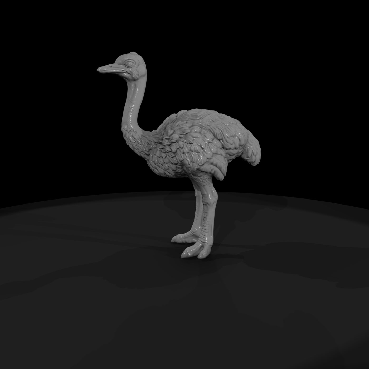 ant-084-ostrich-adolescent