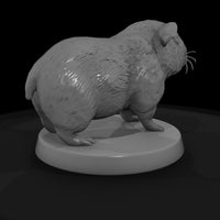 anim-27-guinea-pig-4a4412 — thumbnail 5
