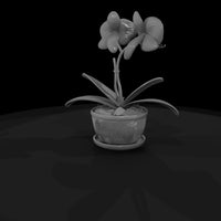 stylized-potted-moth-orchid-miniature-585965 — thumbnail 6