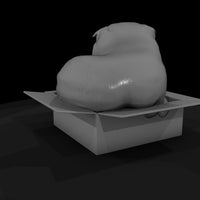 a-collection-of-housecats-scottish-94af14e9-meshre — thumbnail 5
