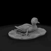 ant-096-mandarin-duck-adolescent — thumbnail 5