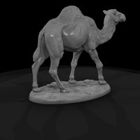 ant-215-dromedary-camel-female — thumbnail 5