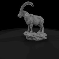 ant-277-alpine-ibex-male — thumbnail 5