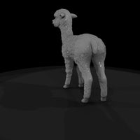 ant-222-alpaca-adolescent — thumbnail 5