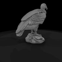 ant-297-andean-condor-adolescent — thumbnail 5