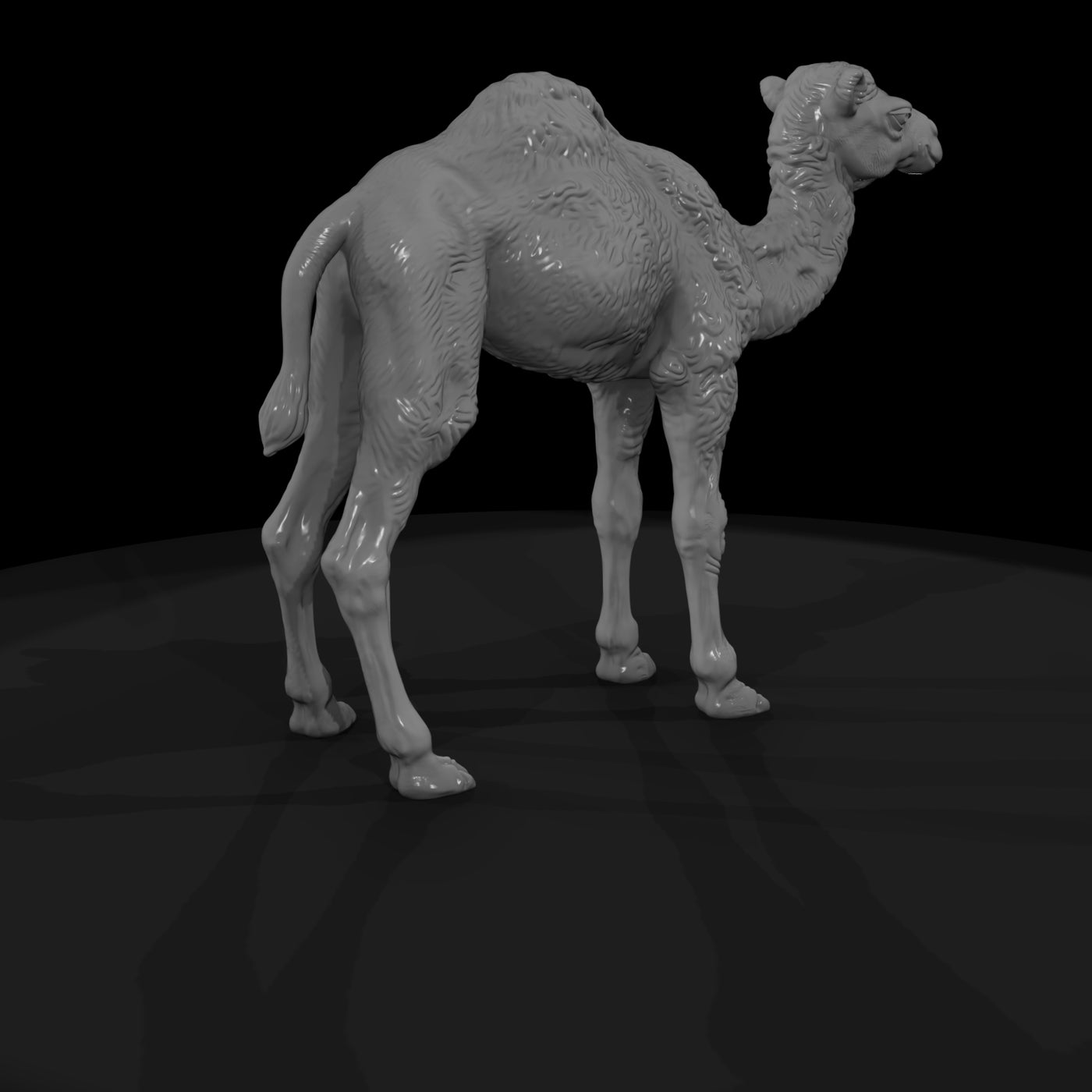 ant-216-dromedary-camel-adolescent-57b1e3