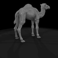 ant-216-dromedary-camel-adolescent-57b1e3 — thumbnail 5