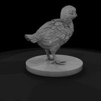 ant-099-ring-necked-pheasant-adolescent — thumbnail 5
