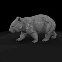 ant-268-common-wombat-male — thumbnail 5
