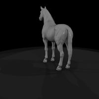 chestnut-horse — thumbnail 7