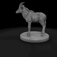 ant-234-sable-antelope-adolescent — thumbnail 5