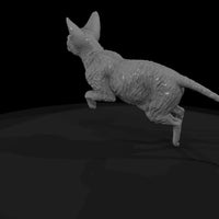 a-collection-of-housecats-cornish-1f45c53c-meshref — thumbnail 5