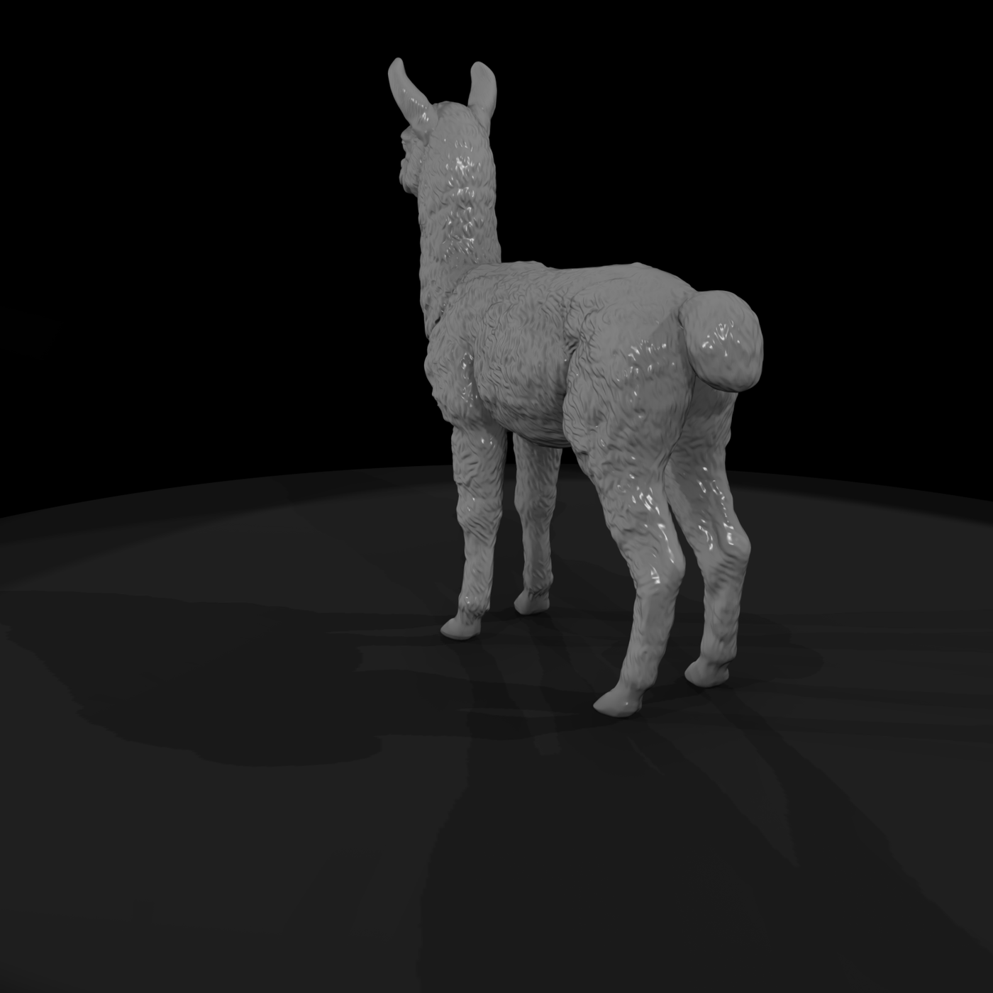 Young Llama