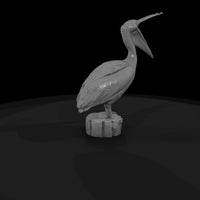 20260612-white-pelican-open-beak-6d77ccd036 — thumbnail 5
