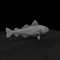 atlantic-cod-untextured-base-mesh-278575 — thumbnail 6
