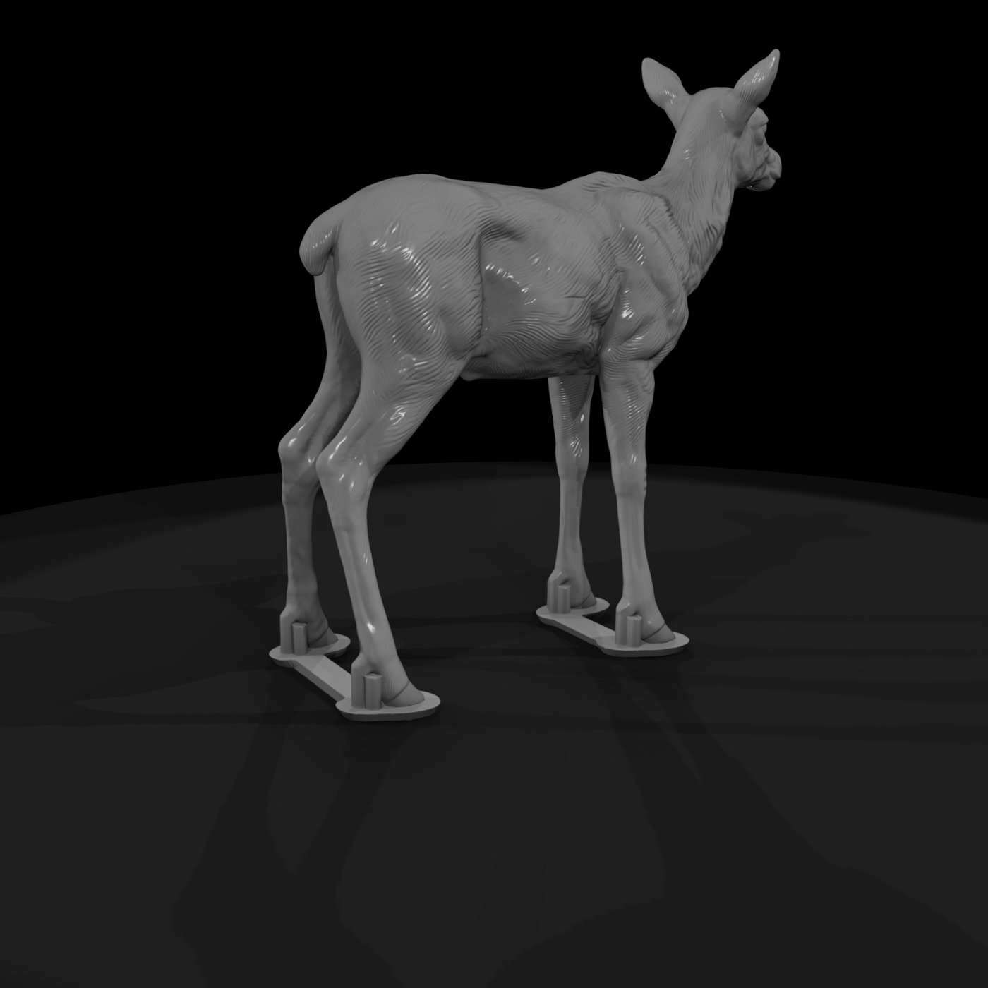 Young Elk Calf Standing