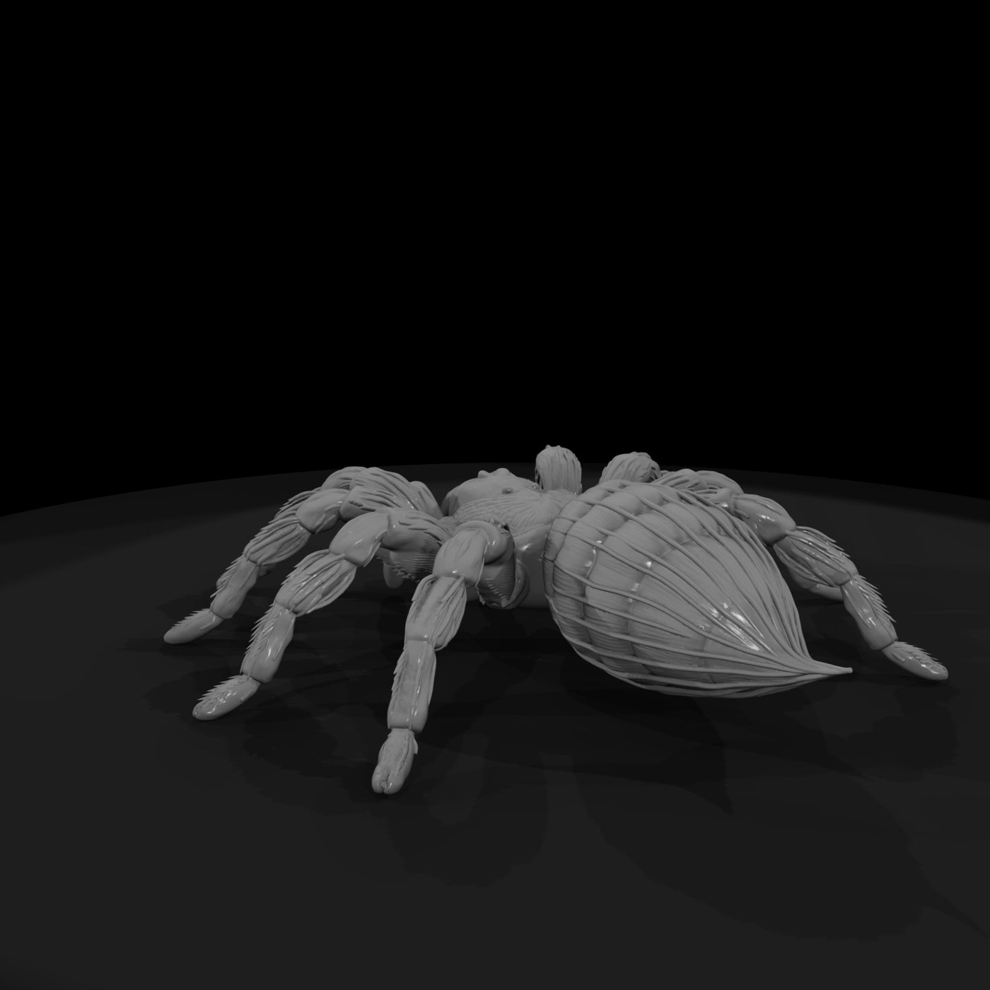 ww-0339-animal-tarantula